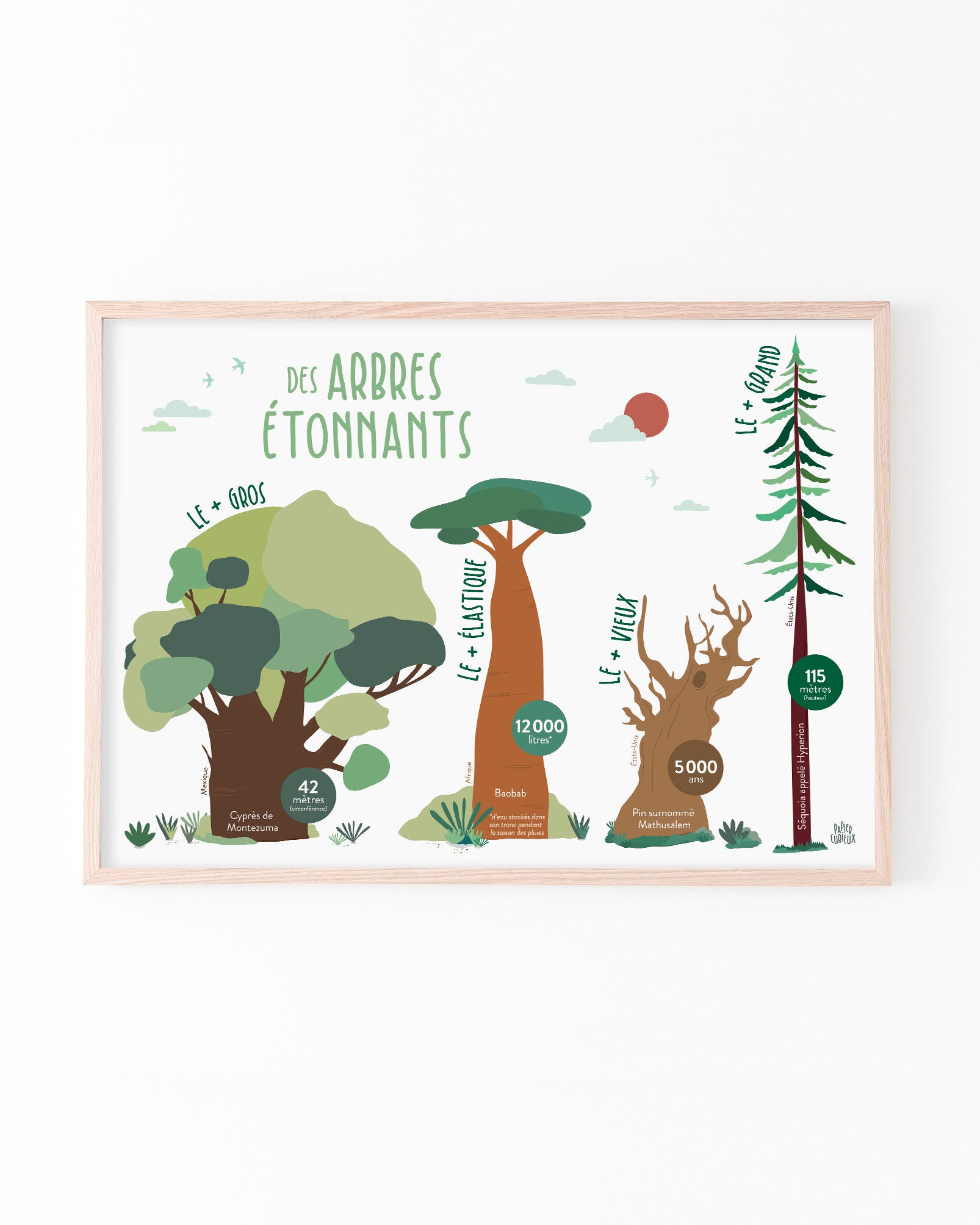 Affiche déco Les Arbres pour chambre d'enfant, poster illustré pédagogique du Baobab au Séquoia