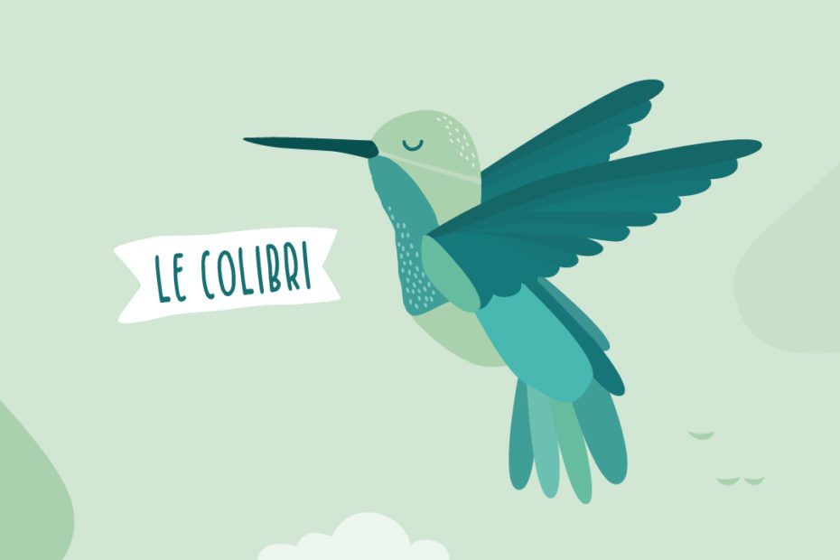 Colibri illustration
