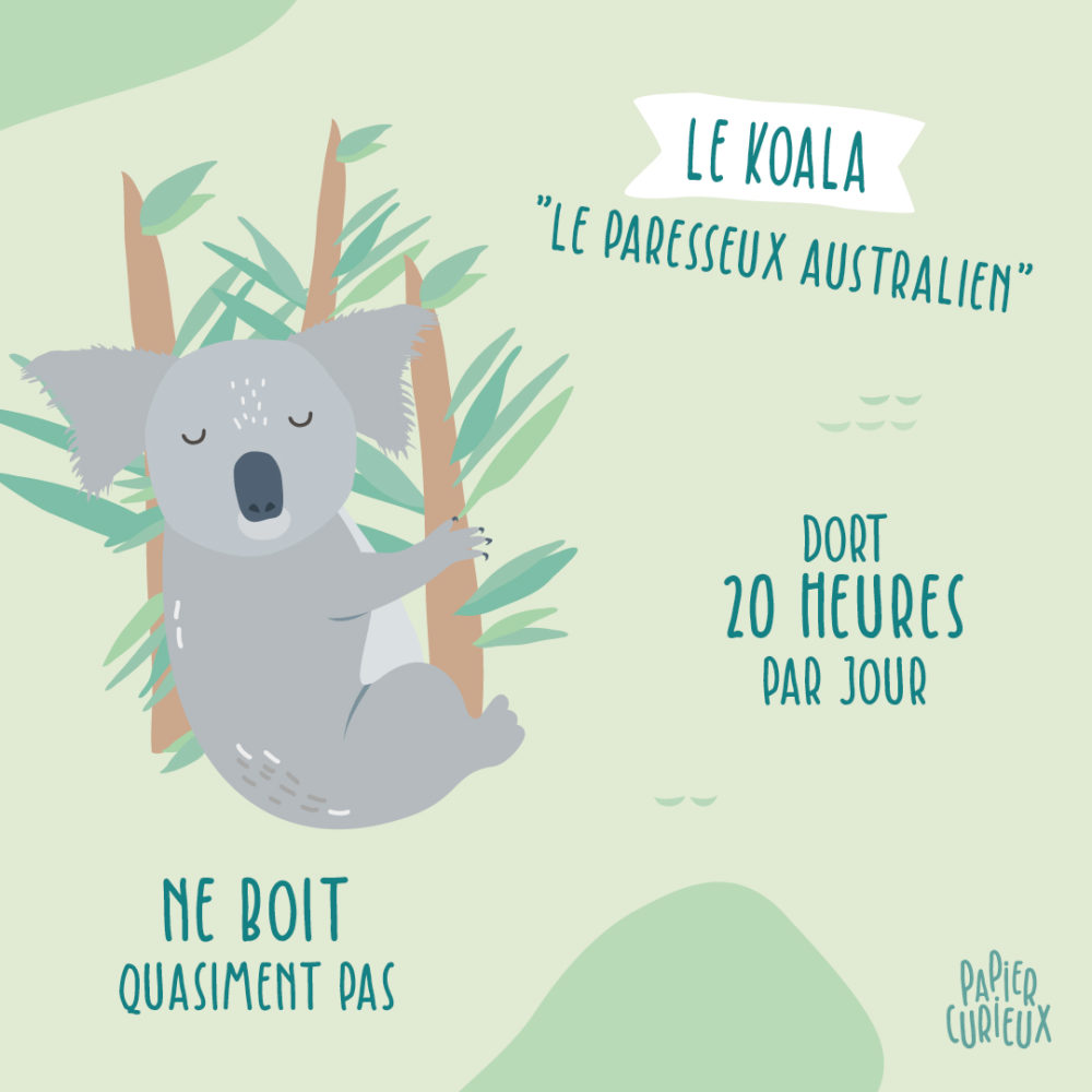 Illustration koala tout savoir informations