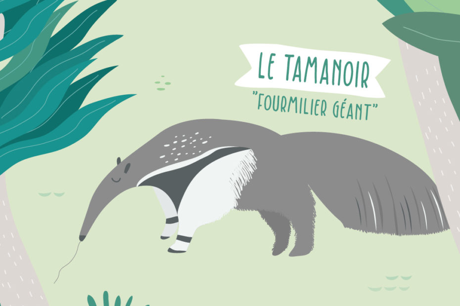 tamanoir illustration